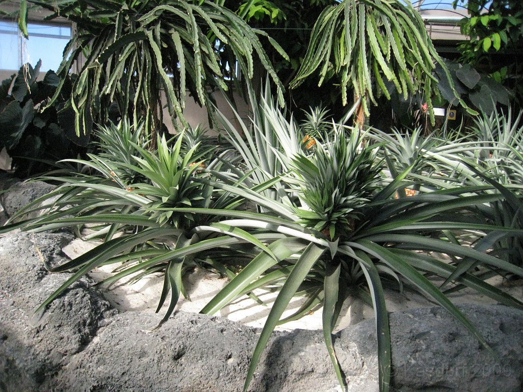 Disney 2010 D3 0430.jpg - January 9-11, 2010 Disney World Florida. Monday, up and ready to roll, took shuttle to Epcot. Caught a couple shows and took a lot of pictures. Finally had to call it a day to get to our plane to go home.